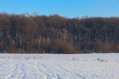 Açık mavi bir gökyüzünün altında geniş bir kar tarlası üzerinde yapraksız yaprak döken orman kulelerinden oluşan yoğun bir duvar. Ön plandaki dokulu kar ve ağaçların kahverengi tonları doğanın sessiz ihtişamını yansıtan huzurlu bir kış manzarası yaratıyor..