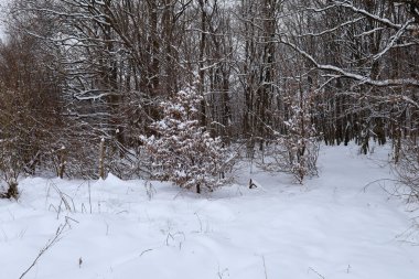 Kuru yaprakları seyrek olan genç ağaçlar uzun ağaçların yoğun gölgesinin altında karlı bir ormanın kenarında dururlar. Minimalist kış manzarası soğuk bir barış ortamı sunar.,
