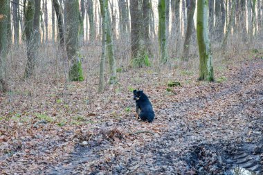 Siyah bir Rottweiler köpeği, arkası yere düşmüş yapraklarla kaplı bir orman yolunda izleyiciye dönük olarak oturur ve başını geriye çevirir. Uzun ağaç gövdeleri arasında bir sonbahar ormanındaki bu huzurlu manzara hayvan sadakatini ve vahşi hayatın güzelliğini yansıtıyor.