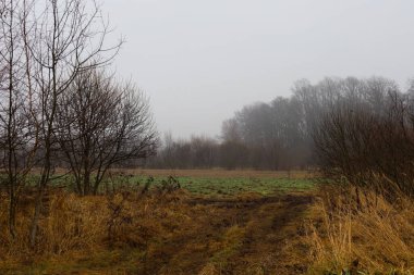 Kasvetli bir sonbahar manzarası yoğun bir sis perdesinin altında kalın bir orman kuşağının sınırında geniş bir tarımsal alanı gösteriyor. Sararmış otlar, çıplak ağaçlar ve nemli toprağın birleşimi melankolik bir barış ve sessizlik ortamı yaratır.