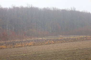 Karanlık nemli topraklarla kaplı geniş bir tarla yoğun sabah sisiyle kaplanmış kalın bir orman duvarıyla sınırdır. Kasvetli gökyüzü ve sonbaharın sonlarında soluk renkler kırsal kesimde kötü hava koşullarında huzur, sessizlik ve melankoli ortamı yaratır..