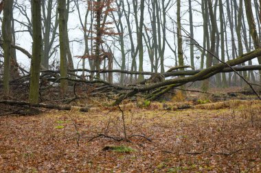 Devasa ağaç gövdeleri kasvetli ve sisli bir günde vahşi bir yaprak döken ormanın ortasında kaotik çizgiler oluşturur. Islak kahverengi yapraklar ve uzun kuru otlar zemini kaplayarak, sonbaharın sonlarındaki muazzam sakinliği ve çürümenin doğal döngüsünü vurguluyor..