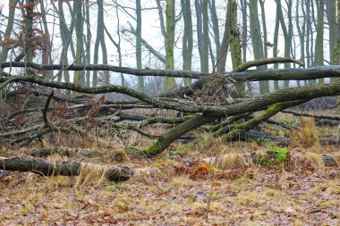 Rutubetli ve sisli bir günde vahşi bir ormanın çalılıklarında sayısız ağaç gövdesi birbirine dolanır. Kuru, uzun otlar, yosun kaplı ahşap ve düşen yaprakların birleşimi kış için hazırlanan el değmemiş gerçek bir atmosfer yaratır.