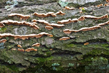 Eski ağaç kabuğunun kaba dokusu yoğun olarak parlak yeşil yosunlar ve kıvrımlı mantarlarla kaplıdır..