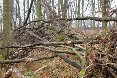 Devasa düşmüş gövdeler ve kaotik dallar sonbaharın sonlarında vahşi yaprak döken bir ormanda dramatik bir manzara yaratır..
