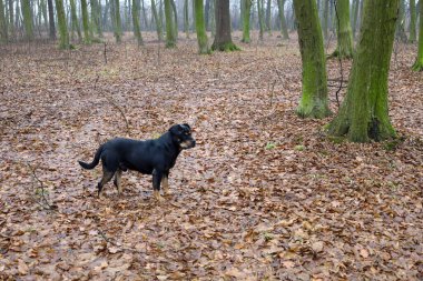 Güçlü bir siyah rottweiler nemli bir sonbahar ormanında, koyu kahverengi yaprakların arasında duruyor. Ağaç gövdesindeki parlak yeşil yosunlar doğanın dengesiz atmosferiyle çelişiyor.,