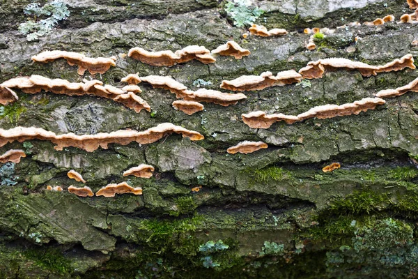 Eski ağaç kabuğunun kaba dokusu yoğun olarak parlak yeşil yosunlar ve kıvrımlı mantarlarla kaplıdır..