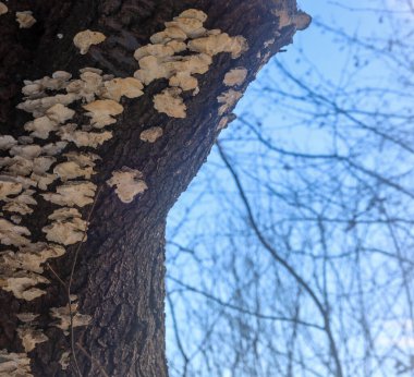 Açık renkli ağaç mantarları, eski bir gövdenin kabuğunu yoğun bir şekilde bulanık dalların ve açık mavi gökyüzünün arka planına karşı kaplar. Bu makro çekim, bir kış ormanında odunların üzerinde gelişen ilginç dokuları vurguluyor.