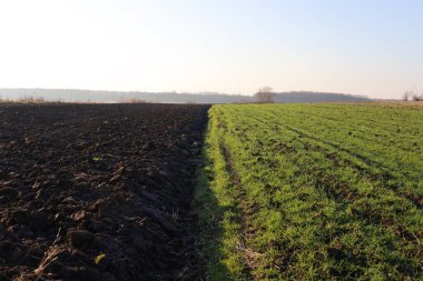 Net bir sınır, yeni sürülmüş karanlık toprak ve parlak yeşil kışın filizlenmesiyle aydınlık bir gökyüzünün altında geniş bir tarla tarlası oluşturur..