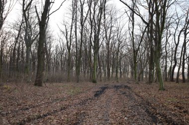 Derin rutubetli ve rutubetli yapraklarla kaplı toprak bir yol, sık ve yaprak döken bir ormanın derinliklerine çıkar. Uzun, çıplak ağaç gövdeleri, açık gökyüzüne karşı ritmik bir model oluşturur.,