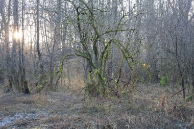 Sıcak bir kış ormanında yoğun bir şekilde yeşil yosunlarla kaplı, yayılan eski bir ağaç manzarası. Sabah güneşinin yumuşak ışınları çıplak dalları delip geçerek toprağı aydınlatacak buz ve kuru otlarla kaplayarak bir peri masalı yaratacak..