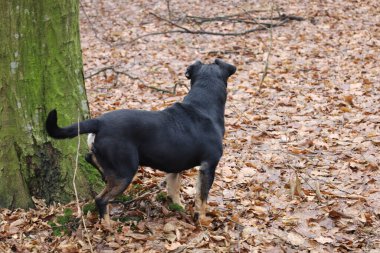 Islak bir sonbahar ormanında yeşil yosunlarla kaplı bir ağacın yanında bronzlaşmış büyük siyah köpek duruyor. Hayvan dikkatle arka plandaki kurumuş yapraklardan oluşan bir halıya bakar ve doğa yürüyüşünün atmosferini aktarır..