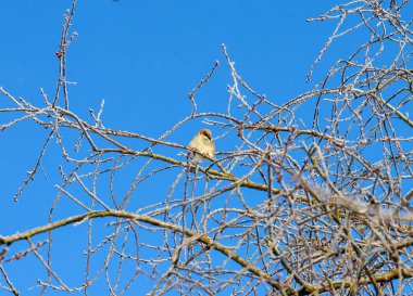 Küçük bir serçe, açık mavi gökyüzüne karşı buzla kaplı bir ağaç dalına tünemiş. İnce dallar buza bulanmış güneşli bir kış gününde hassas bir doğal düzen oluşturur..