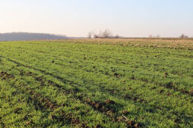 Ilık güneş ışığı altında verimli toprağın arka planında yoğun bir şekilde büyüyen yeşil sıra kışın ekinleriyle dolu parlak bir kırsal alan..