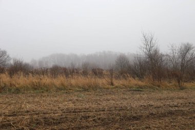 Kuru, uzun çimen kalıntıları ve kalın, sisli bir gökyüzünün altındaki bir tarlada sakalları olan kırsal bir arazi. Uzaktaki yapraksız ağaçlar ve çalılar gri sislerin arasından zar zor görülebiliyor.,