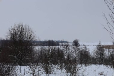 Sonsuz bir tarlanın üzerinde yükselen çıplak karanlık ağaçlar ve çalılarla dolu bir kış manzarası. Tamamen bembeyaz karla kaplı kasvetli bir gökyüzünün altında. Kısa kompozisyon, soğuk mevsimde vahşi yaşamın sakin ve donmuş bir güzelliğini taşır.,