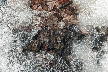 Solmuş meşe yapraklarının dokusu şeffaf bir buz tabakasının altında donmuş ve beyaz eritilmiş. Sıcak sonbahar kahverengi tonları ile soğuk kış soğuğu arasındaki zıtlık doğal bir soyut arkaplan oluşturur. Donmuş kış doğasının detaylı görüntüsü