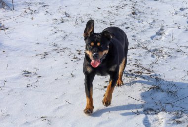 Enerjik bir rottweiler, kış yürüyüşü sırasında dilini zevkten dışarı çıkararak pofuduk karda neşeyle koşar. Siyah paltosu karlı beyaz örtüye zıt düşerken, dinamik hareket evcil hayvanın saf neşesini taşıyor..