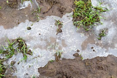 İnce bir buz tabakası nemli toprağı ve taze yeşil otları kaplıyor ve kış ayazları sırasında ilginç bir doğal doku oluşturuyor..