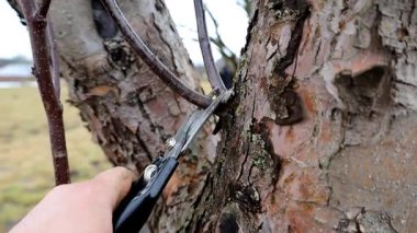Deneyimli bir bahçıvan keskin kesiciler kullanarak yıllık bir elma ağacını buduyor. Dikkatli ağaç bakımı bitki sağlığını, taç şeklini ve bol meyve hasadını garantiler..