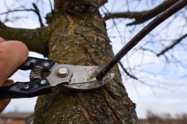 A gardener uses metal pruning shears to cut a thin branch of a fruit tree in early spring. Professional garden maintenance helps stimulate plant growth and ensures a future rich harvest through proper crown formation on a sunny day.