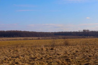 Kurumuş altın otlarla kaplı geniş bir alan, açık mavi gökyüzünün altında, ışık bulutlarıyla ufka kadar uzanıyor. Uzakta bir orman hattı olan bu huzurlu kırsal alan ilkbaharın başlarında ya da sonbaharın sonlarında sakin atmosferi yakalar.