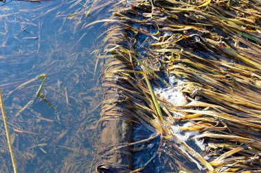 Sarı-yeşil yosunlar ve kuru kıyı otları eski bir batık kütüğün yanında berrak sularda yüzerler. Güneş ışığı bitki örtüsünün dokusunu ve küçük hava kabarcıklarını vurgular,