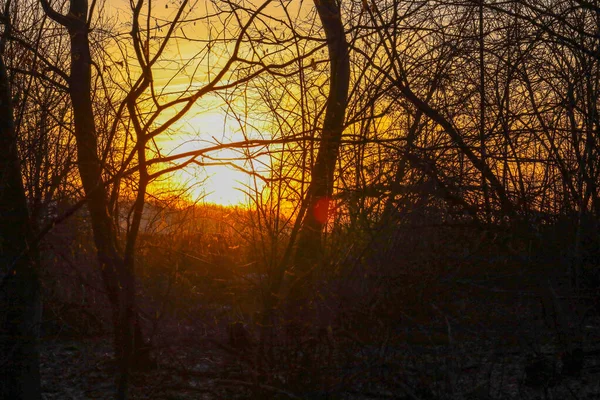 Parlak altın güneş ufukta batıyor. Akşamları ormandaki çıplak dallardan oluşan yoğun bir örgü boyunca parlıyor. Sıcak ışık, ağaç siluetlerini ve vahşi doğada günün huzurlu atmosferini vurgulayan zengin bir turuncu zemin yaratır..