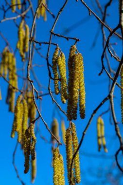 Uzun altın fındık çiçekleri açık mavi gökyüzüne karşı ince dallardan sarkıyor. Güneş ışığı, tozlaşmaya hazırlanan bahar infloresanslarının dokusunu vurgular.,