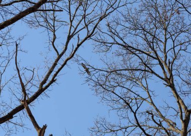 Yırtıcı bir kuş, soğuk mevsimde açık mavi bir gökyüzünde yüksek ağaçların çıplak dalları arasında süzülür. Doğal minimalizm, vahşi ormanda sık dallarda özgürce süzülürken şahinin siluetini vurgular..