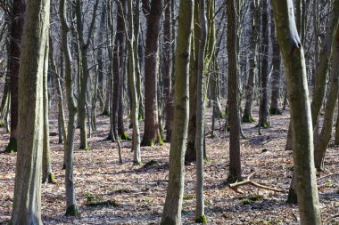Baharın başlarında ya da sonbaharın sonlarında güneşli bir günde yoğun bir yaprak döken orman. Sayısız ağaç gövdesi zemini kaplayan kuru yaprakların arka planına karşı ritmik bir dikey kompozisyon oluşturur..