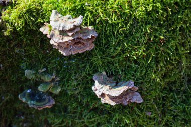 Parlak mantarlar, yoğun yeşil yosunlarla kaplı eski kabuklarda yetişir. Mantarların katmanlı yüzeyi, eşmerkezli desenlerle orman ortamındaki yumuşak bitki tabanıyla çelişiyor..