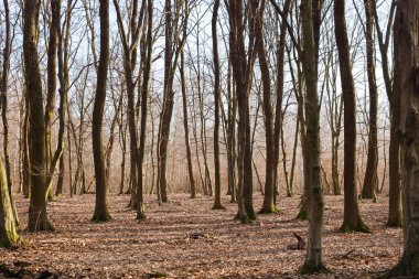 İnce yaprak döken ağaç gövdeleri sessiz bir bahar ormanında kuru kahverengi yapraklardan oluşan bir halının üzerinde yükselir. Yumuşak güneş ışığı, çıplak dalların arasından süzülerek sükunet atmosferi yaratır ve kış uykusundan sonra vahşi yaşamın uyanışını sağlar..