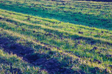 Kışlık mahsullerin parlak yeşil filizleri karanlık verimli toprağı yararak tarlada desenli sıralar oluşturuyor. Çelişkili gece ışıkları yer yüzeyinde uzun gölgeler yaratır.,