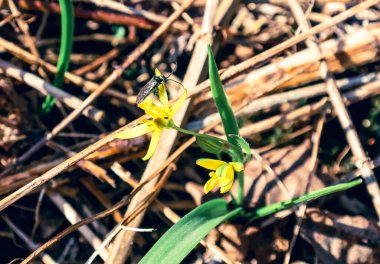 Küçük bir böcek, bir bahar ormanındaki kuru ot ve dalların arasından çıkan parlak sarı bir çiçeğin üzerinde dikkatle dinlenir. Bu detaylı makro çekim doğanın uyanışını, ilk çiçeklerin kırılganlığını ve böcek yaşamının başlangıcını vurgular..