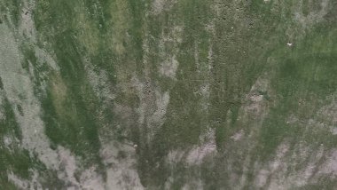 yeşil yapraklar, bitki örtüsü ve doğa