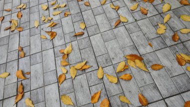 Sonbahar yaprakları yerde.