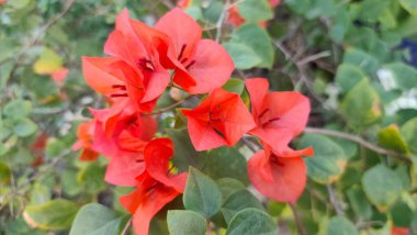 Bahçedeki güzel çiçekler