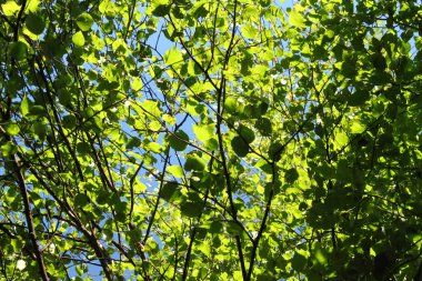 Güneş ışığında yeşil yaprakları