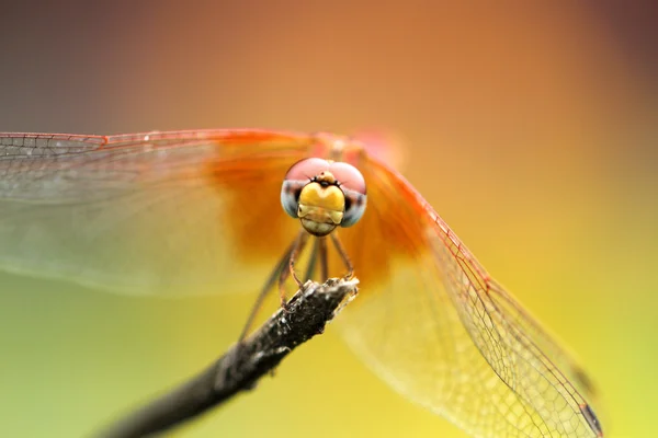 Libelle in grün — Stockfoto