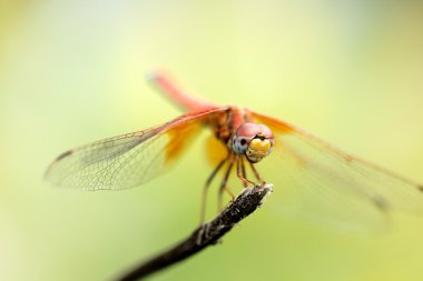 yusufçuk yeşil, turuncu yusufçuk, helikopter, Yusufçuk vınlamak içinde