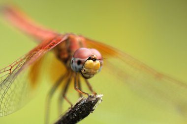 yusufçuk yeşil, turuncu yusufçuk, helikopter, Yusufçuk vınlamak içinde