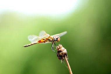 yusufçuk yeşil, turuncu yusufçuk, helikopter, Yusufçuk vınlamak içinde