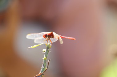 yusufçuk yeşil, turuncu yusufçuk, helikopter, Yusufçuk vınlamak içinde