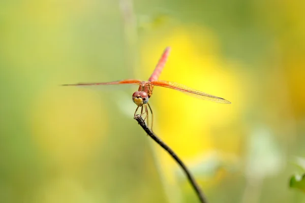 Libélula en verde, libélula naranja, helicóptero, libélula en zoom — Foto de Stock