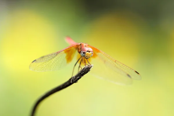 Dragonfly in green, orange dragonfly, helicopter, dragonfly in zoom — Stock Photo, Image