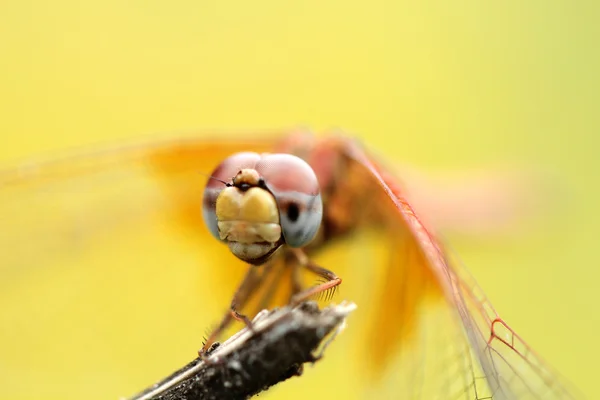蜻蜓在绿色，橙色蜻蜓、 直升机、 蜻蜓在缩放 — 图库照片