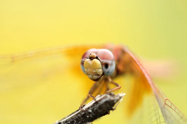 Yusufçuk yeşil, turuncu yusufçuk, helikopter, Yusufçuk vınlamak içinde — Stok fotoğraf