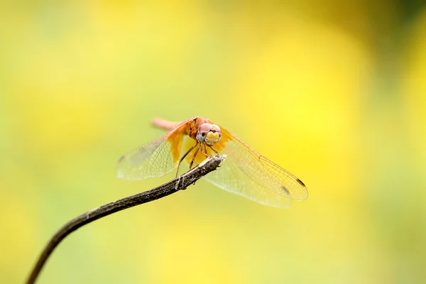 Libellule en vert, libellule orange, hélicoptère, libellule en zoom — Photo