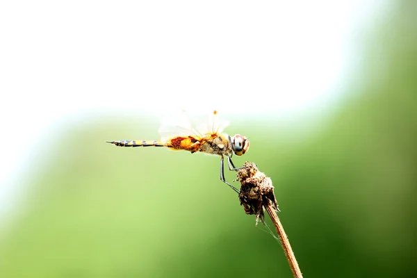 Libelle in grün, orangefarbene Libelle, Hubschrauber, Libelle im Zoom — Stockfoto